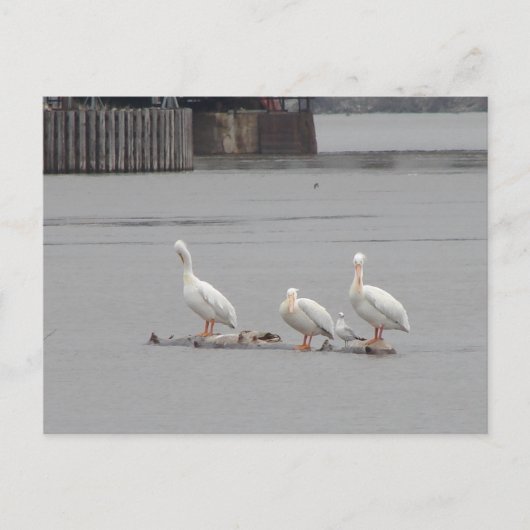 Carte Postale Pélicans et une mouette aussi (Devant)