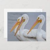 CARTE POSTALE PELICANS - FORT MYERS BEACH, FLORIDE, USA (Devant / Derrière)