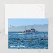 Carte Postale Pélicans - Marina Del Rey, CA (Devant / Derrière)