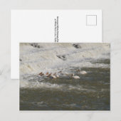 Carte Postale Pélicans Pêcher sous le déversement (Devant / Derrière)