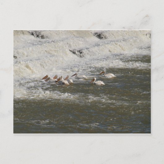 Carte Postale Pélicans Pêcher sous le déversement (Devant)