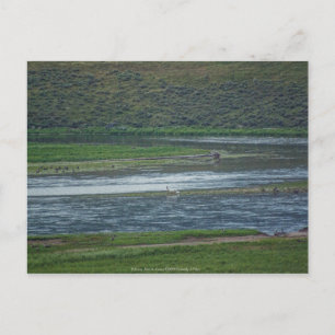 Carte Postale Pélicans rejoignez l'Oie