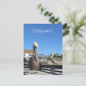 Carte postale - Pélicans sur la jetée (Debout devant)