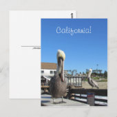 Carte postale - Pélicans sur la jetée (Devant / Derrière)