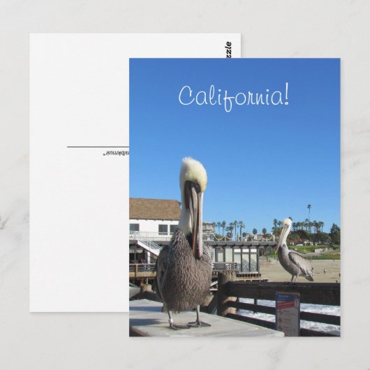 Carte postale - Pélicans sur la jetée (Devant / Derrière)