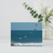 Carte Postale Pélicans volant en formation, Costa Rica (Debout devant)