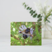 Carte Postale Pellucens de Hoverfly - de Volucella (Debout devant)