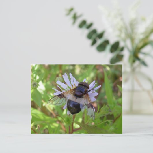 Carte Postale Pellucens de Hoverfly - de Volucella (Debout devant)