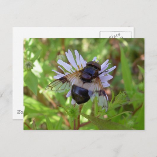 Carte Postale Pellucens de Hoverfly - de Volucella (Devant / Derrière)