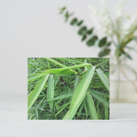 Carte Postale Pelouse bambou (Debout devant)