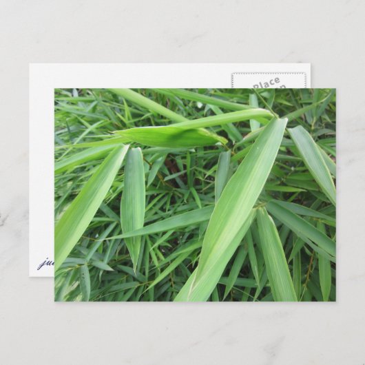 Carte Postale Pelouse bambou (Devant / Derrière)