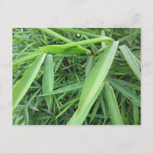 Carte Postale Pelouse bambou