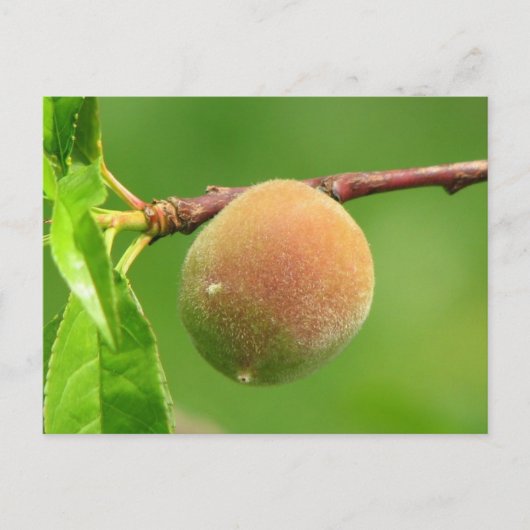 Carte Postale Peluche de pêche (Devant)