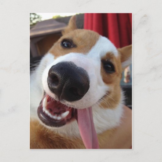 Carte Postale Pembroke rouge et blanc Corgi gallois (Devant)