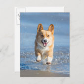 Carte Postale Pembroke Welsh (Devant / Derrière)