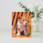 Carte Postale Pembroke Welsh (Debout devant)