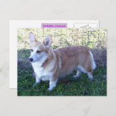 Carte Postale Pembroke Welsh Corgi (Devant / Derrière)