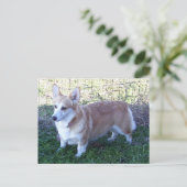 Carte Postale Pembroke Welsh Corgi (Debout devant)