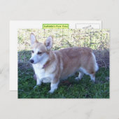 Carte Postale Pembroke Welsh Corgi (Devant / Derrière)