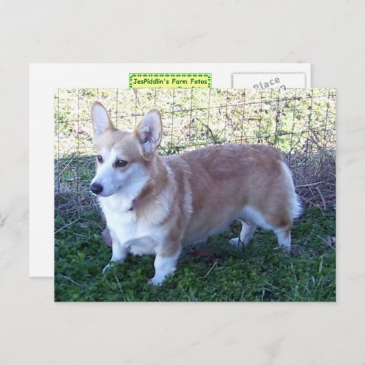 Carte Postale Pembroke Welsh Corgi (Devant / Derrière)