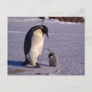 Carte Postale Penfinga avec un bébé piggy en Antarctique, photo.