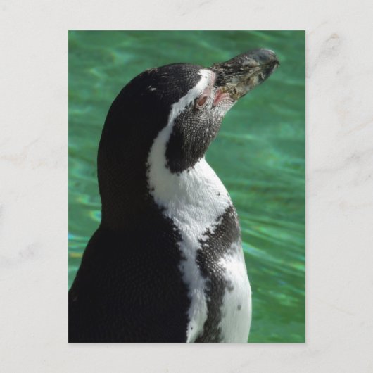 Carte postale Penguin (Devant)