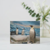 Carte postale Penguin (Debout devant)