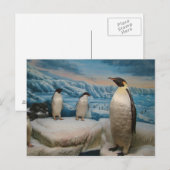 Carte postale Penguin (Devant / Derrière)