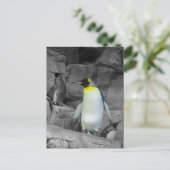 Carte Postale Penguin (Debout devant)
