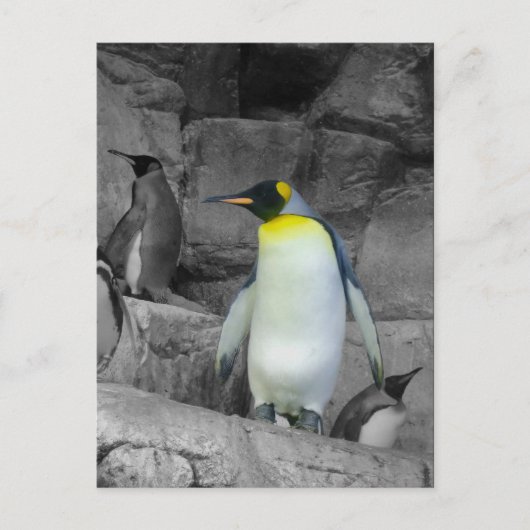 Carte Postale Penguin (Devant)