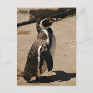 Carte Postale Penguin à Blairdrummond