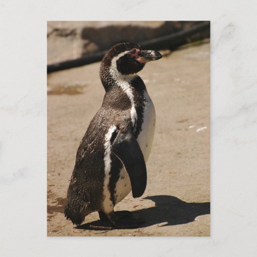 Carte Postale Penguin à Blairdrummond (Devant)