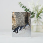 Carte Postale Penguin Beach House, (Debout devant)