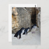 Carte Postale Penguin Beach House, (Devant / Derrière)