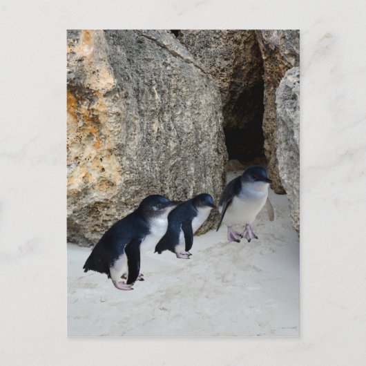 Carte Postale Penguin Beach House, (Devant)