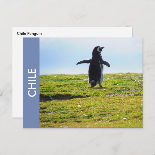 Carte postale Penguin Chili (Devant / Derrière)