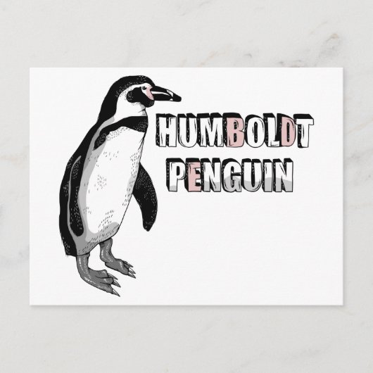 Carte Postale Penguin de Humboldt (Devant)