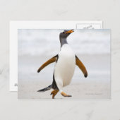 Carte Postale Penguin Gentoo (Devant / Derrière)