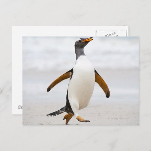 Carte Postale Penguin Gentoo (Devant / Derrière)
