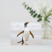 Carte Postale Penguin Gentoo (Debout devant)