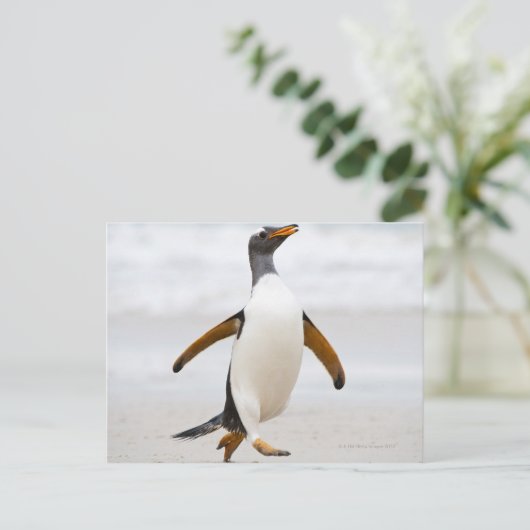 Carte Postale Penguin Gentoo (Debout devant)