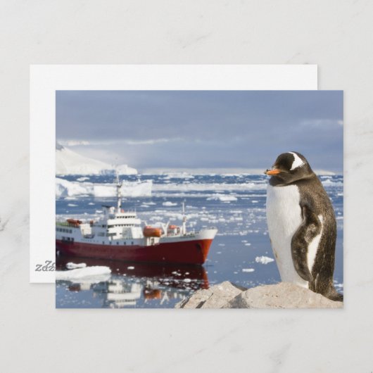 Carte Postale Penguin Gentoo (Devant / Derrière)