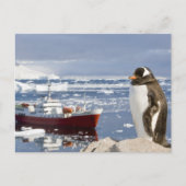 Carte Postale Penguin Gentoo (Devant)