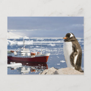 Carte Postale Penguin Gentoo