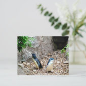 Carte postale Penguins (Debout devant)