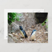 Carte postale Penguins (Devant / Derrière)