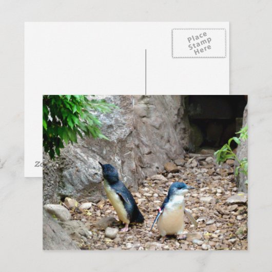Carte postale Penguins (Devant / Derrière)