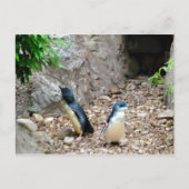Carte postale Penguins (Devant)
