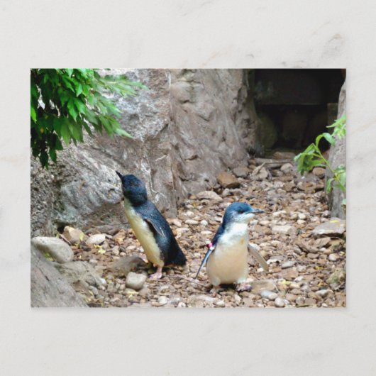 Carte postale Penguins (Devant)