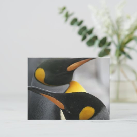 Carte postale Penguins (Debout devant)